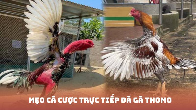 Mẹo cá cược trực tiếp đá gà thomo