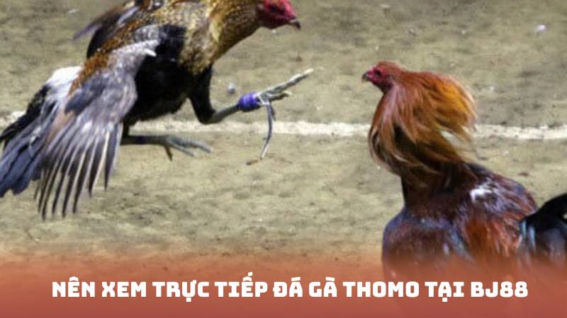 Nên xem trực tiếp đá gà thomo tại bj88