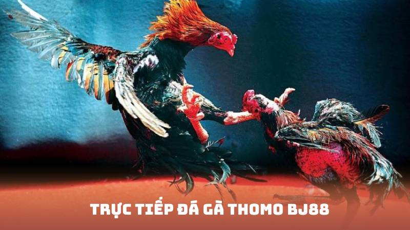 Trực Tiếp Đá Gà Thomo BJ88 – Kênh Cá Cược Uy Tín